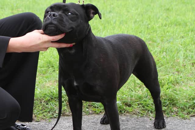 The UPCSA have appealed for information on a missing black Staffordshire Bull Terrier, similar to this, in connection with the case, though not the dog in this photo.