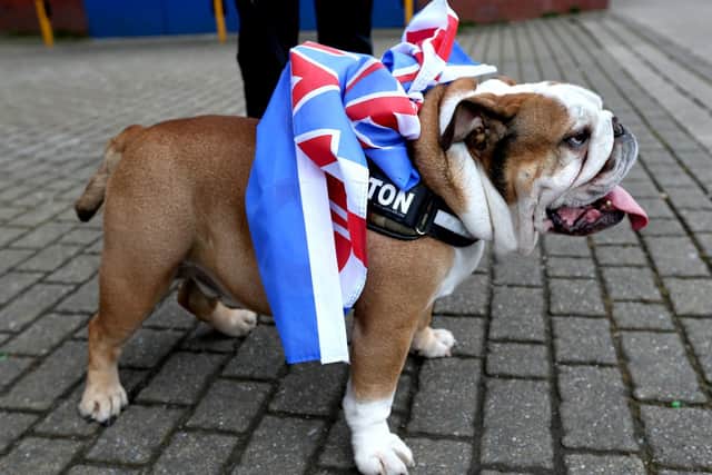 A dog with a banner tied around its harness outside of the Ibrox Stadium, as fans gather to celebrate Rangers winning the Scottish Premiership title