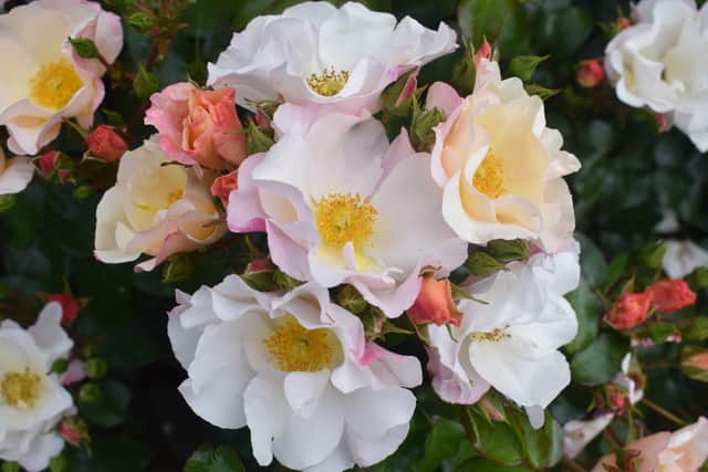 Northern Ireland Centenary Rose