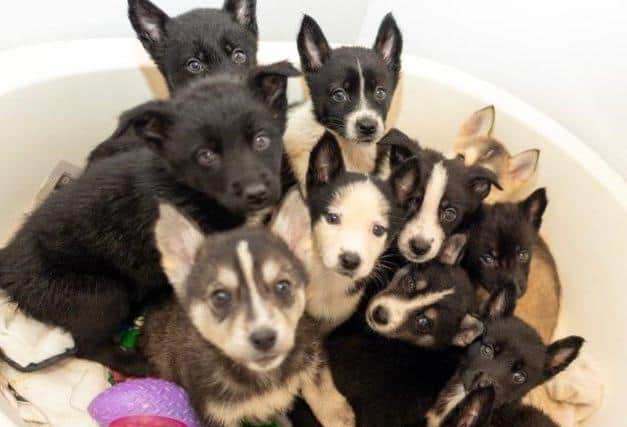A litter of puppies recently rehomed by Almost Home animal rescue centre in Moira. The centre says demand for dogs under lockdown has risen by 100 per cent.