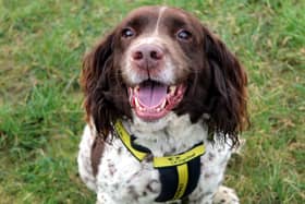 Bruno is a beautiful Spaniel who loves people