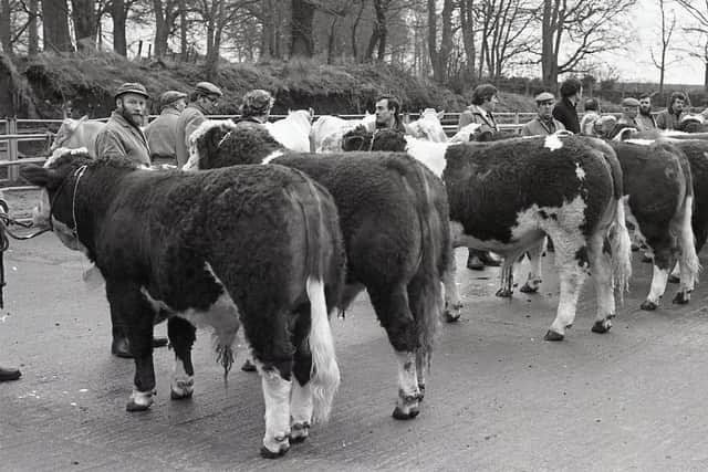 Line-up of Simmental bulls at the end of the beef performance tests at Loughgall, Co Armagh, in February 1982. Picture: Farming Life archives