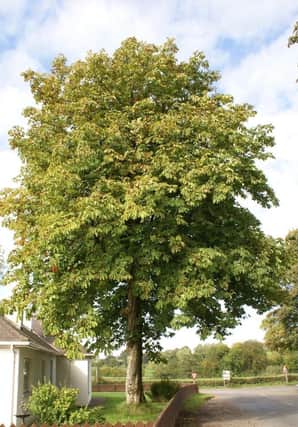 The Chestnut tree planted by Belfast evacue brothers in Tyrone at end of WWII