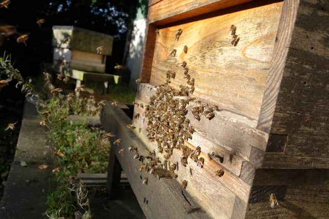 Local honeybees play vital role in food production