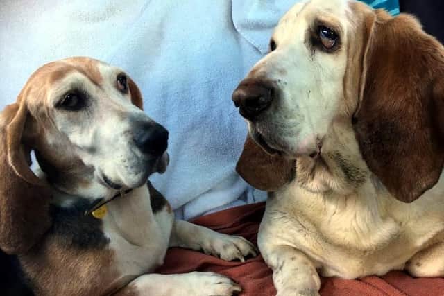 Bassett Hounds Daisy and Bert came to Dogs Trust Ballymena are very attached to each other and are looking for a  home together