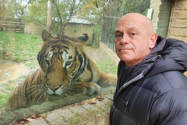 Ross Kemp with one of a collection of 5 rare Bengal Tigers at Heythrop Zoological Garden in Oxfordshire