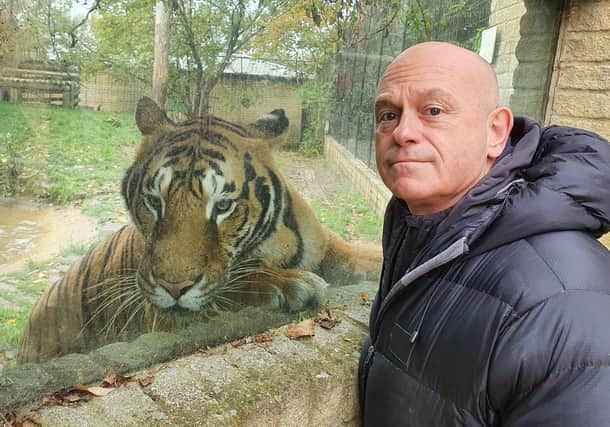 Ross Kemp with one of a collection of 5 rare Bengal Tigers at Heythrop Zoological Garden in Oxfordshire