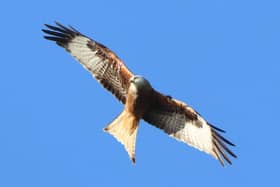 Red Kites are distinctive reddish brown birds with black wingtips, silver grey heads and slender wings. They can measure up to five-and-a-half feet in length with a distinctive V-shaped tail. Photo: RSPB
