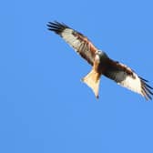 Red kite pictured in Co Down this year. Picture: Mike McLaughlin