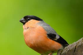 RSPB NI is appealing to people to be extra careful when tending to gardens from now on – and not to touch any birds’ nests in or on houses