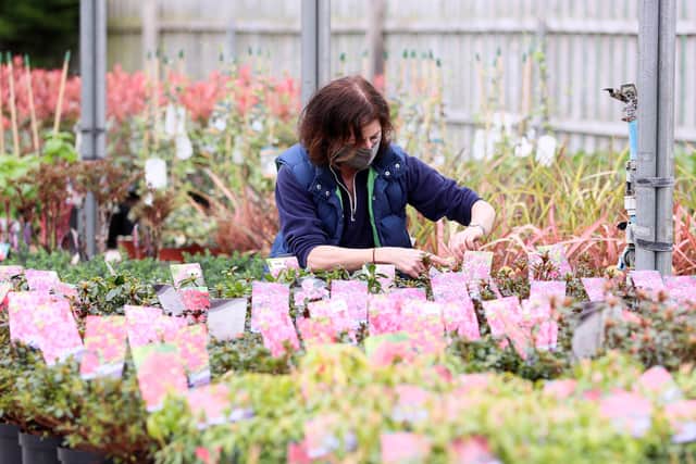 Debra McNeice prepares her plants at Drum House Nurseries in Drumbeg, outside Belfast, yesterday ahead of click-and-collect opening today