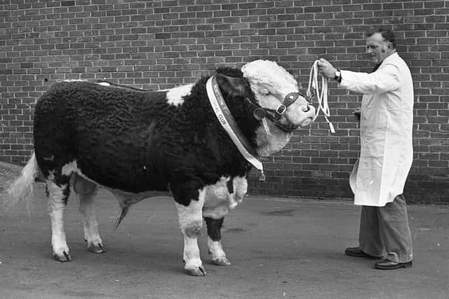 John Gabbie from Ballynahinch, Co Down, with the supreme champion Simmental bull which sold for 1,460 guineas at the breed show and sale at Balmoral in March 1982, Picture: Farming Life archives