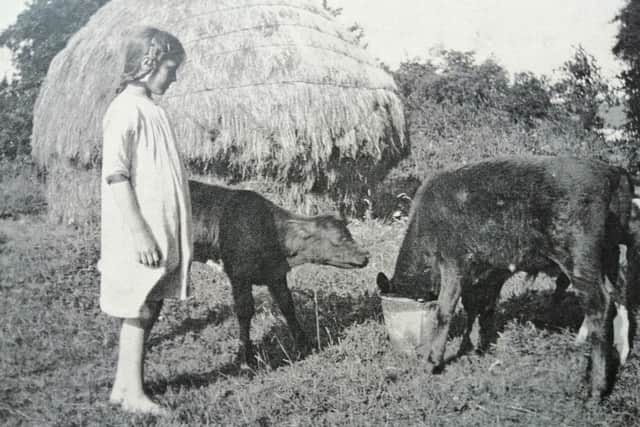 A lovely old photograph of Moira McAfee, aged 9, from Aghadowey, Co Londonderry, feeding calves in the Stack Garden in Drumale. Picture taken on July 13th 1926. Picture sent in by Farming Life reader Marcella McAuley