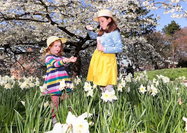 Three-year-old Nora McNally and Charlotte Gracey enjoy the daffodils and good weather in Ormeau Park in south Belfast. 

The pleasant temperatures and sunshine are to be replaced by winter like conditions on Monday. Picture by Jonathan Porter/PressEye