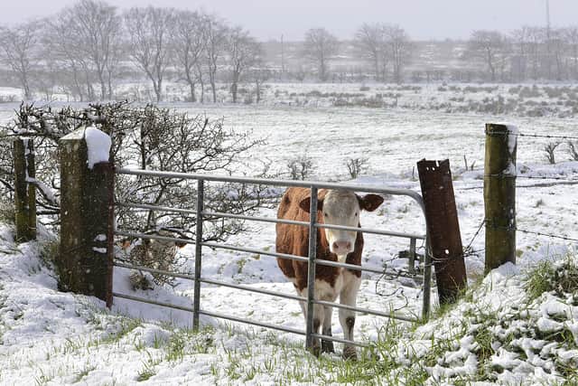 Temperatures plummet after warm Easter weekend. Snow fell overnight on Easter Monday in Northern Ireland.
Picture by Arthur Allison/Pacemaker.