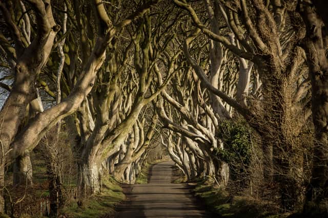 The court heard that the fatal collision occurred close to the Dark Hedges