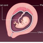 NHS image showing a foetus at 12 weeks of gestation