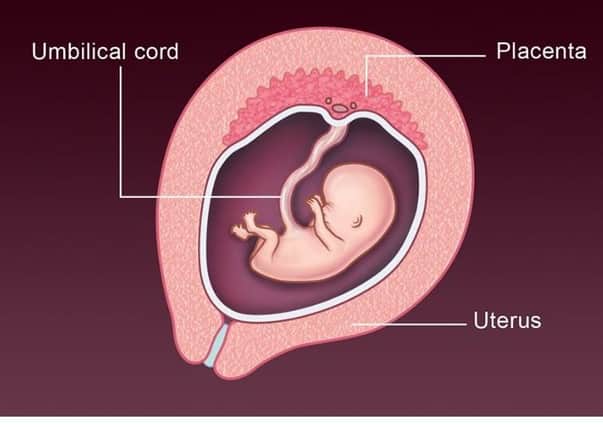 NHS image showing a foetus at 12 weeks of gestation