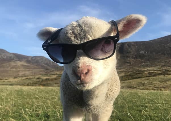 A lamb enjoying the sun in the Mourne Mountains, Co Down. Picture sent in by Isabella Patterson