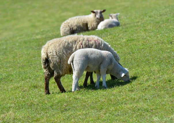 Sheep farmers should be aware of the likely risk of Nematodirus worm infection in young lambs occurring at this time of year