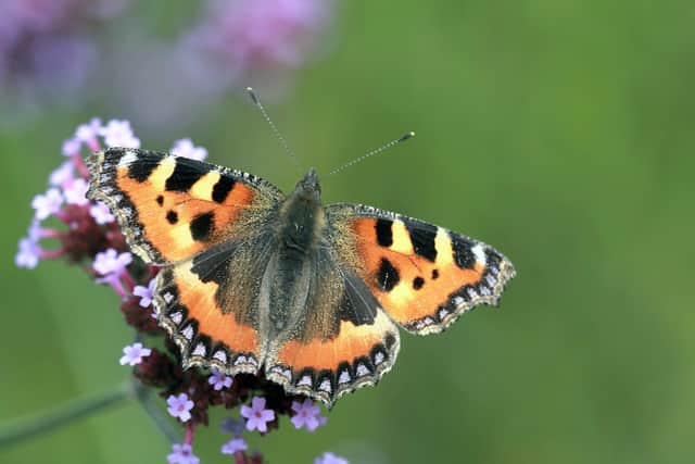 Small tortoiseshell butterfly at Quarry Bank Mill, Cheshire