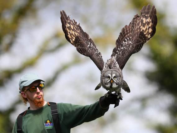 Zoo keeper Declan Cairney with a great grey owl in Tayto Park - Theme Park and Zoo's 550 seat World of Raptors Arena in Co. Meath