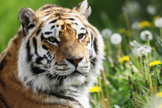 A male amur tiger named Khan at Tayto Park - Theme Park and Zoo in Co. Meat