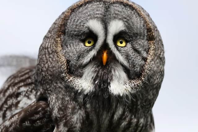 A great grey owl in Tayto Park - Theme Park and Zoo's 550 seat World of Raptors Arena in Co. Meath