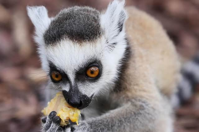 One of the twin ring tailed lemur pups during feeding time at Tayto Park - Theme Park and Zoo in Co. Meath