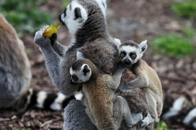 One of the twin ring tailed lemur pups and it's mother during feeding time at Tayto Park - Theme Park and Zoo in Co. Meath