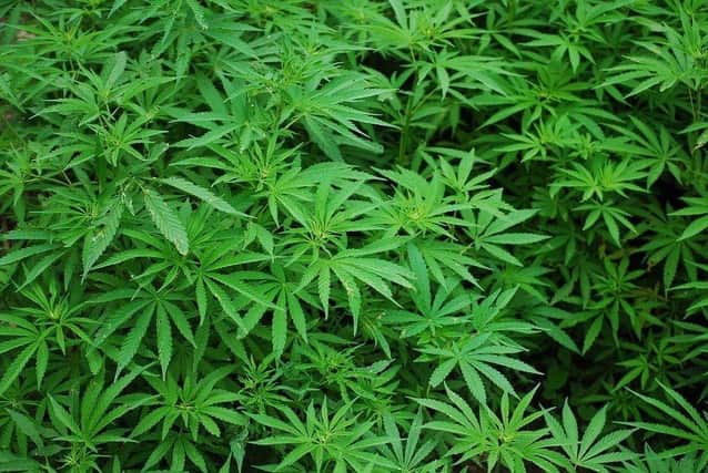 100 cannabis plans were found during the search in Dungannon