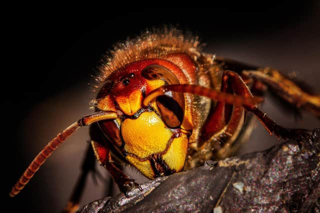 The Asian Hornet could be here already.