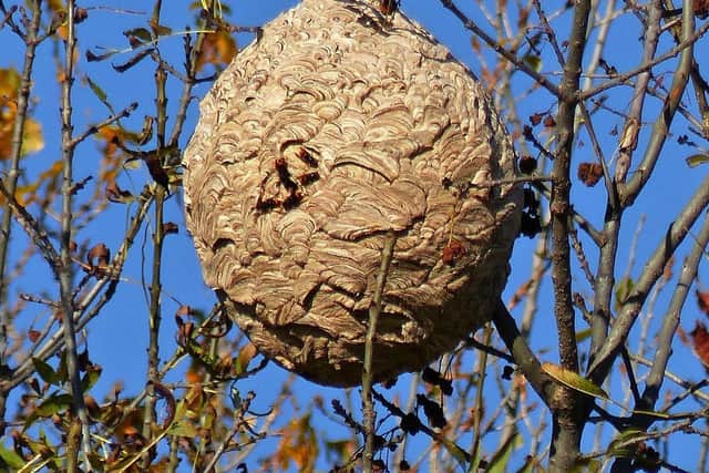 A hornet nest.