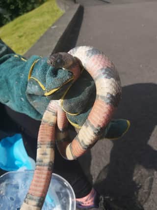 Patrick the snake after he was removed from the grounds of St Columb's Church in the Waterside.