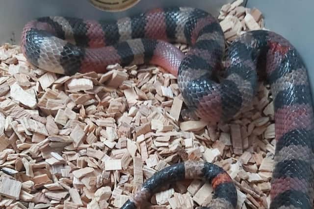 Patrick the Snake is currently being cared for by Foyle Wildlife.