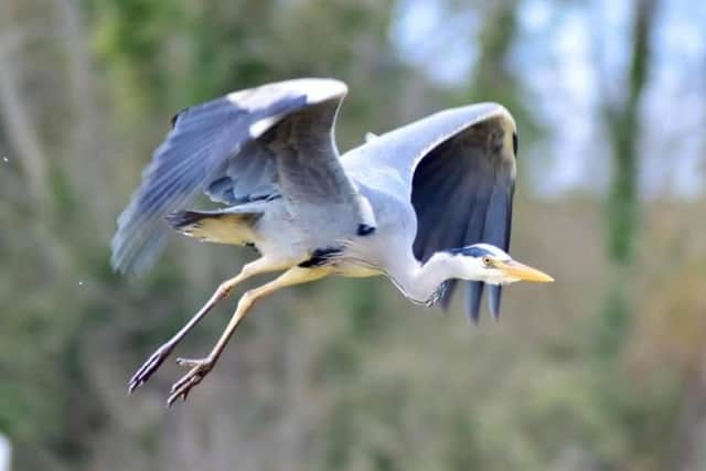 Heron at Victoria Park. Pic by James  King