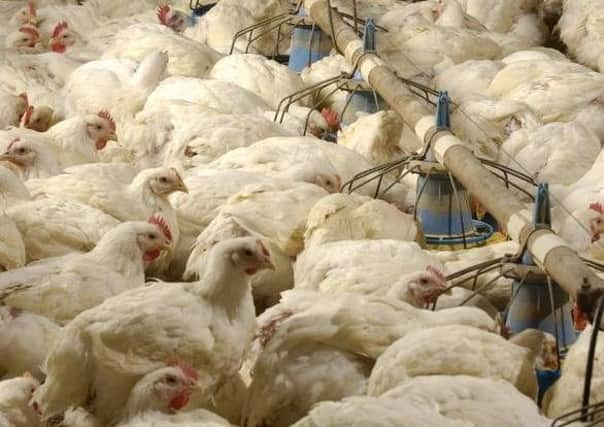 Poultry has fine margins - and cash for ash was impacting on competition, a senior Moy Park manager said
