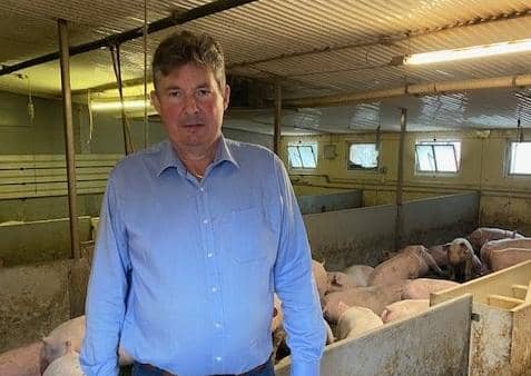 Kilkeel pig farmer Trevor Shields says the UK industry is in desperation due to a shortage of workers to process pigs.