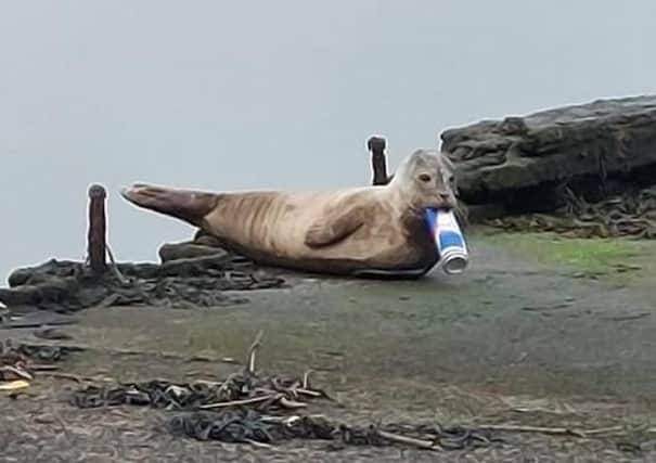 Image of seal in distress with can stuck in its mouth at Belfast Harbour on 6 October 2021. Photo taken by Andrew Wolsey