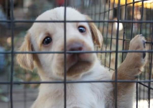 Northern Ireland has been identified as a puppy trafficking hub
