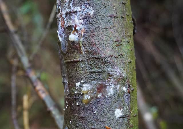 Phytopthora pluvialis lesions on a tree stem. Credit: Forest Research.