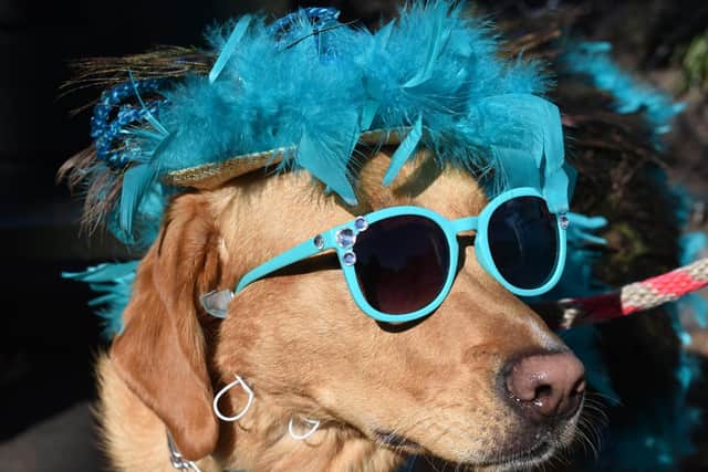 There'll be lots of cool pooches at The Dirty Onion for their Halloween Pooch Social on Sunday.