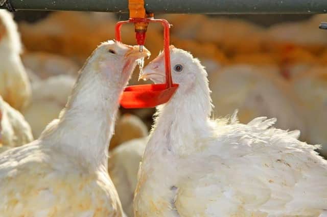 All bird Keepers in NI will have to follow strict biosecurity measures