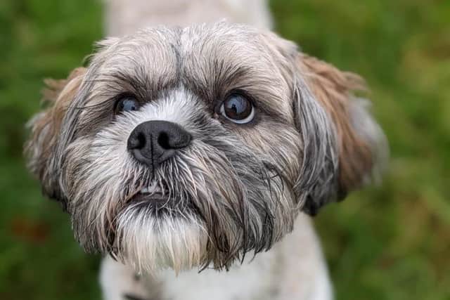 Lhasa Apso Milo is a lively, young boy. He is bright and has lots of energy and really enjoys getting off the lead for runs