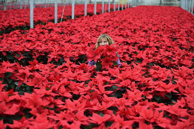 A garden centre worker in Scotland stands in amongst Poinsettia ready for Christmas.