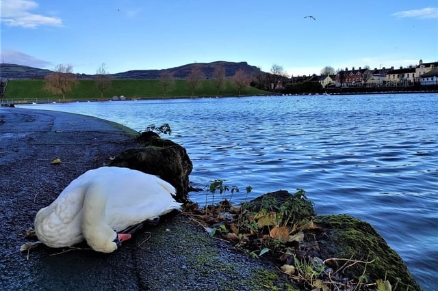 Sick swan at the Waterworks today