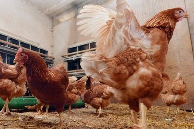 Thousands of chickens and ducks in Northern Ireland will be humanely culled due to the latest avian flu outbreak. Photo: PA