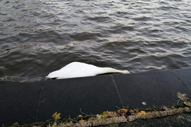 One of the many dead swans in The Waterworks, Belfast