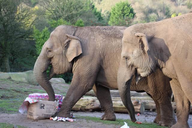 Dhunja and Yhetto Belfast Zoos elderly rescue elephants enjoy some Christmas boxes