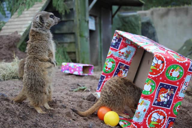 The mob of meerkats enjoyed hunting for meal worms in their boxes